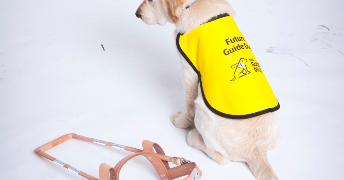 Guide Dog Awareness Month | CNIB